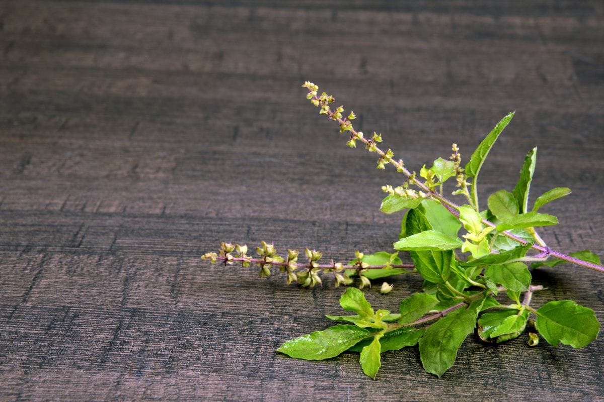 Holy Basil