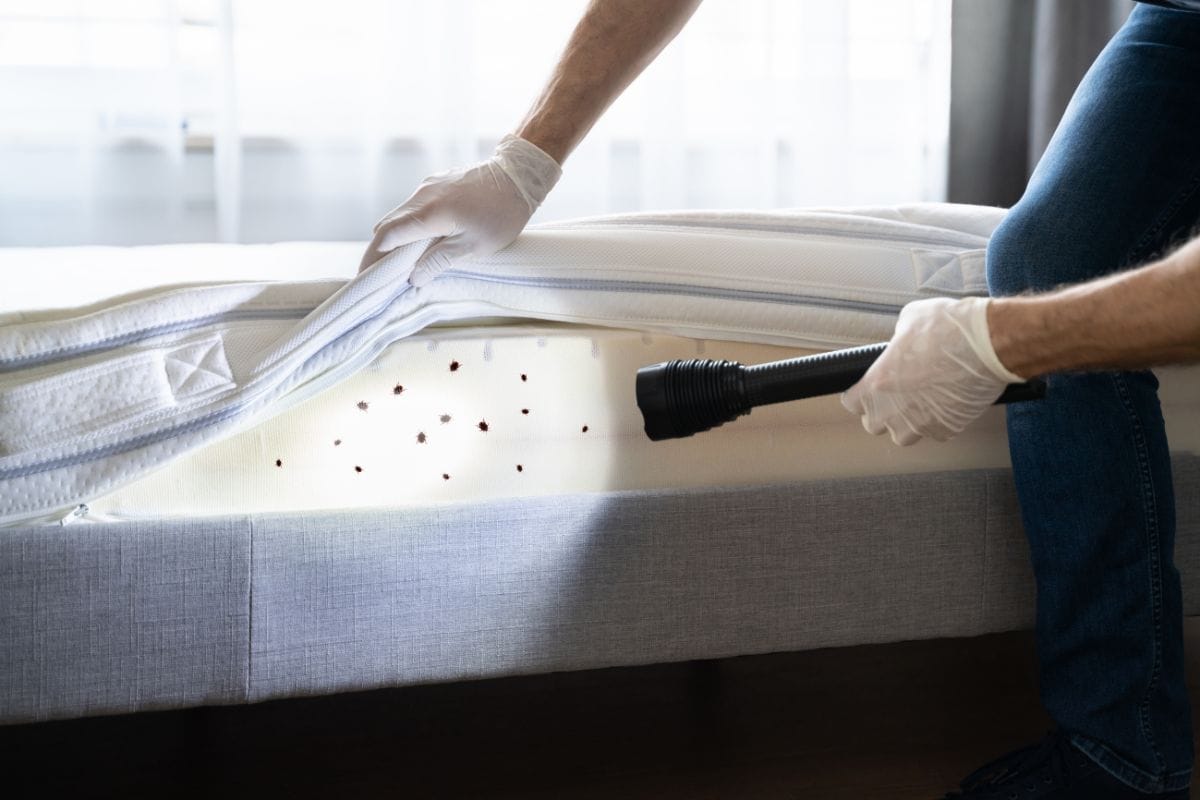 How can bed bugs get into my home