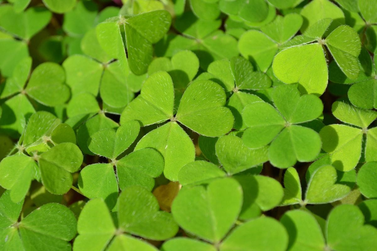 Indian Sorrel or Changeri