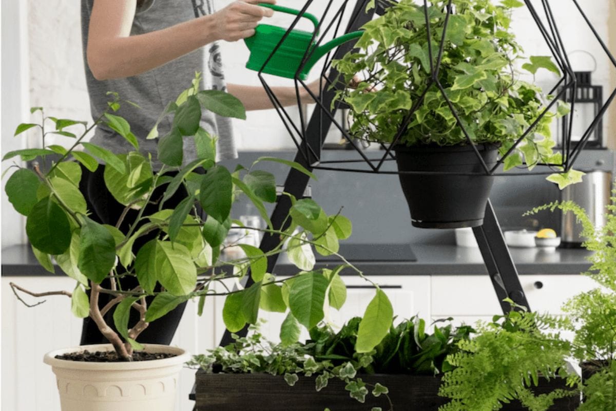 Indoor Plants