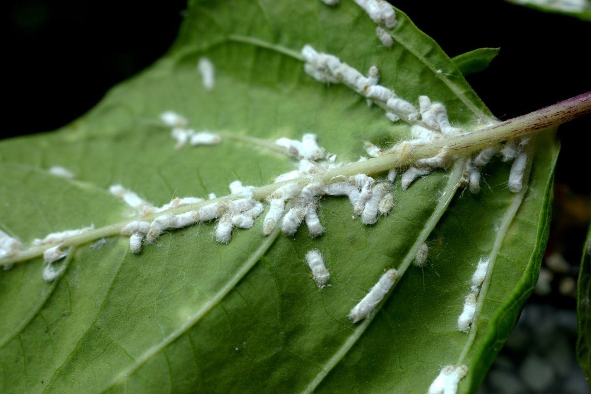 Insects and Bugs