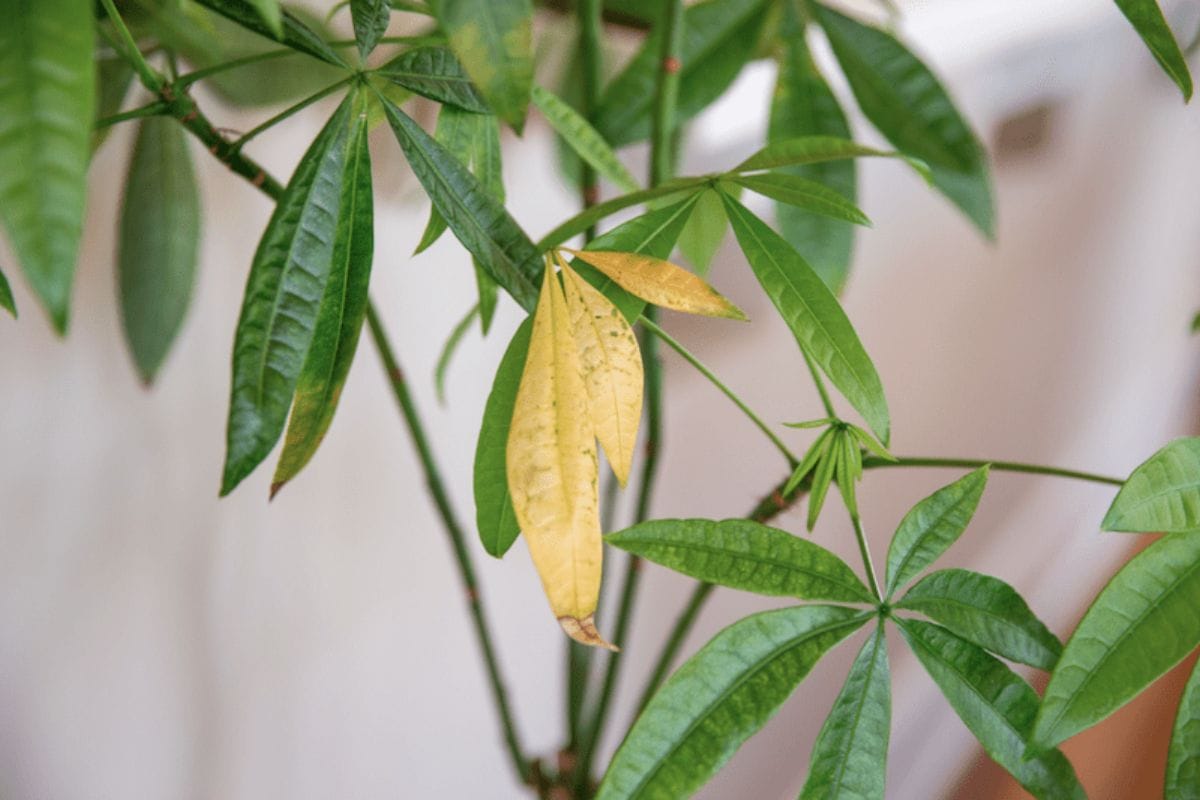 Leaves Falling or Turning Yellow