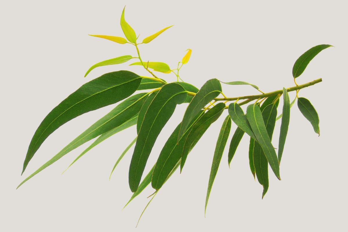 Lemon eucalyptus