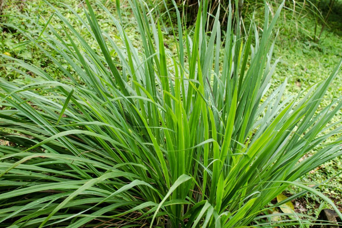 Lemon Grass