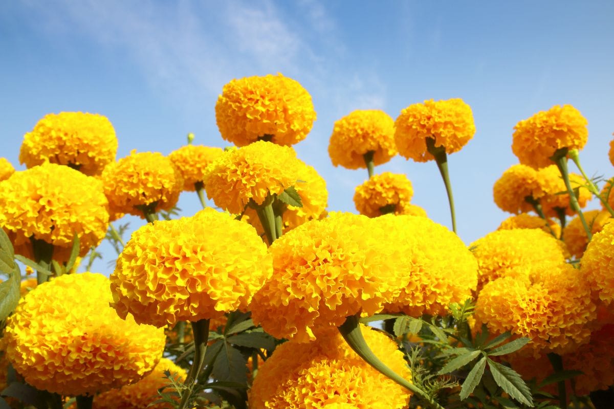Marigold