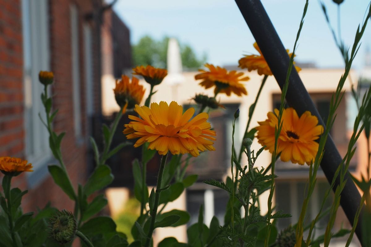 Marigold
