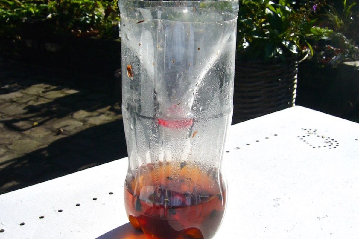 Mosquito Traps