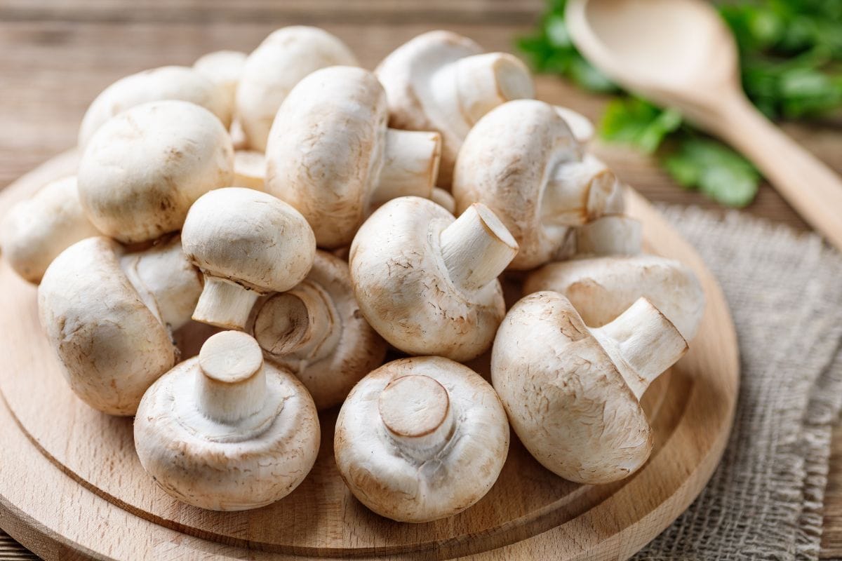 Mushroom