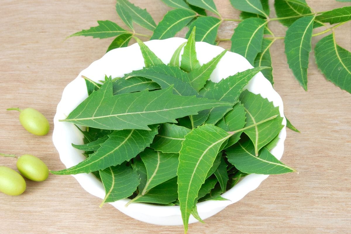 Neem