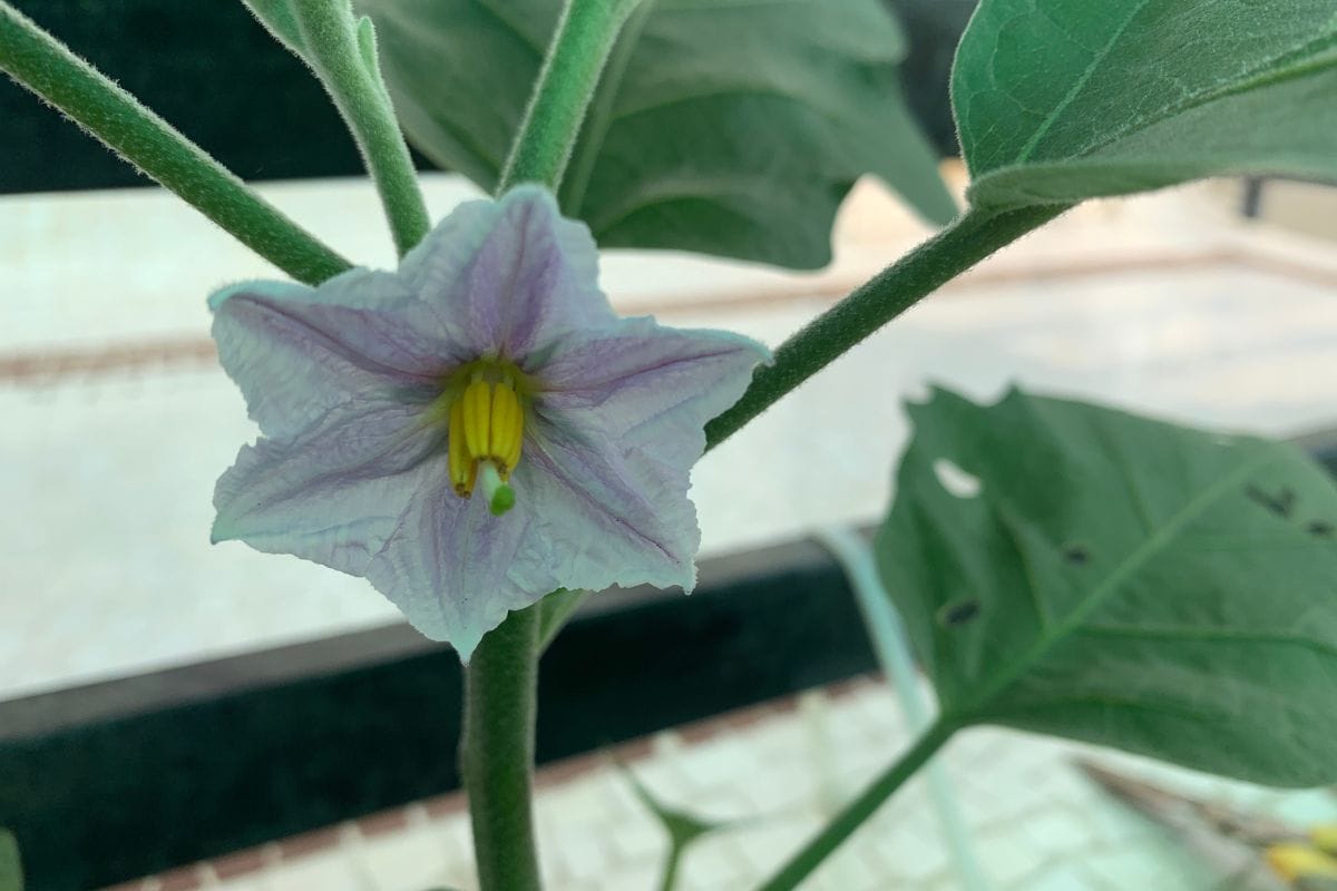 No Flowers Yet