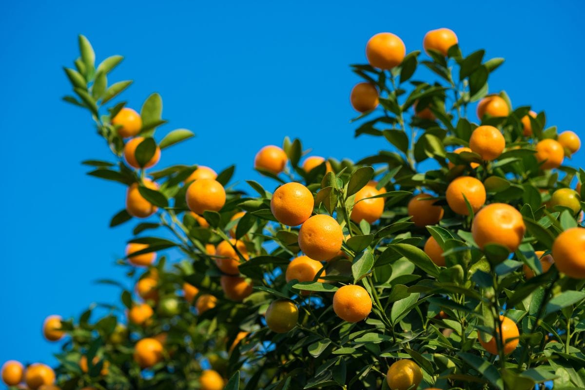 No Fruits or Fruits are Too Small
