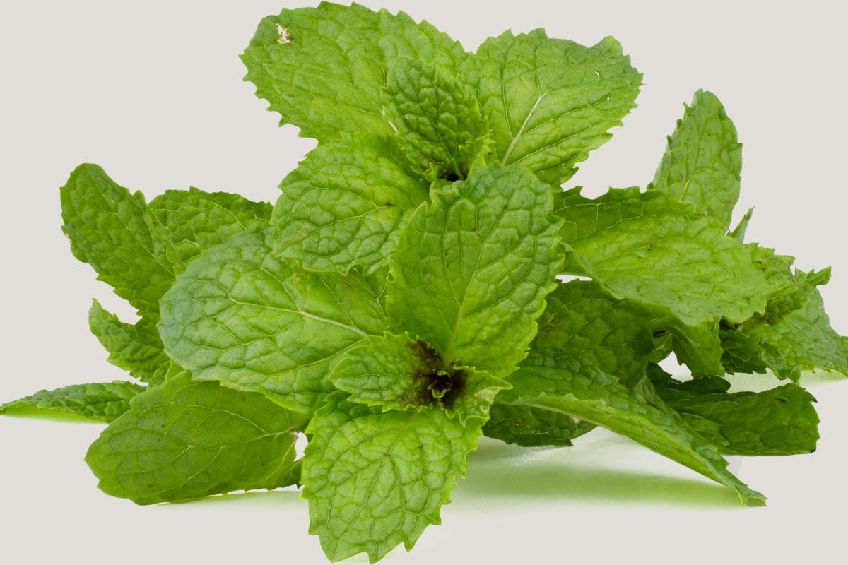 Peppermint or Pudina