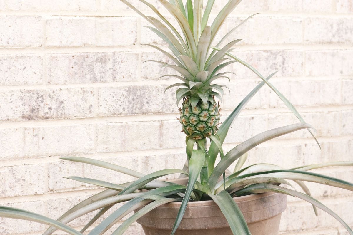 Pineapple