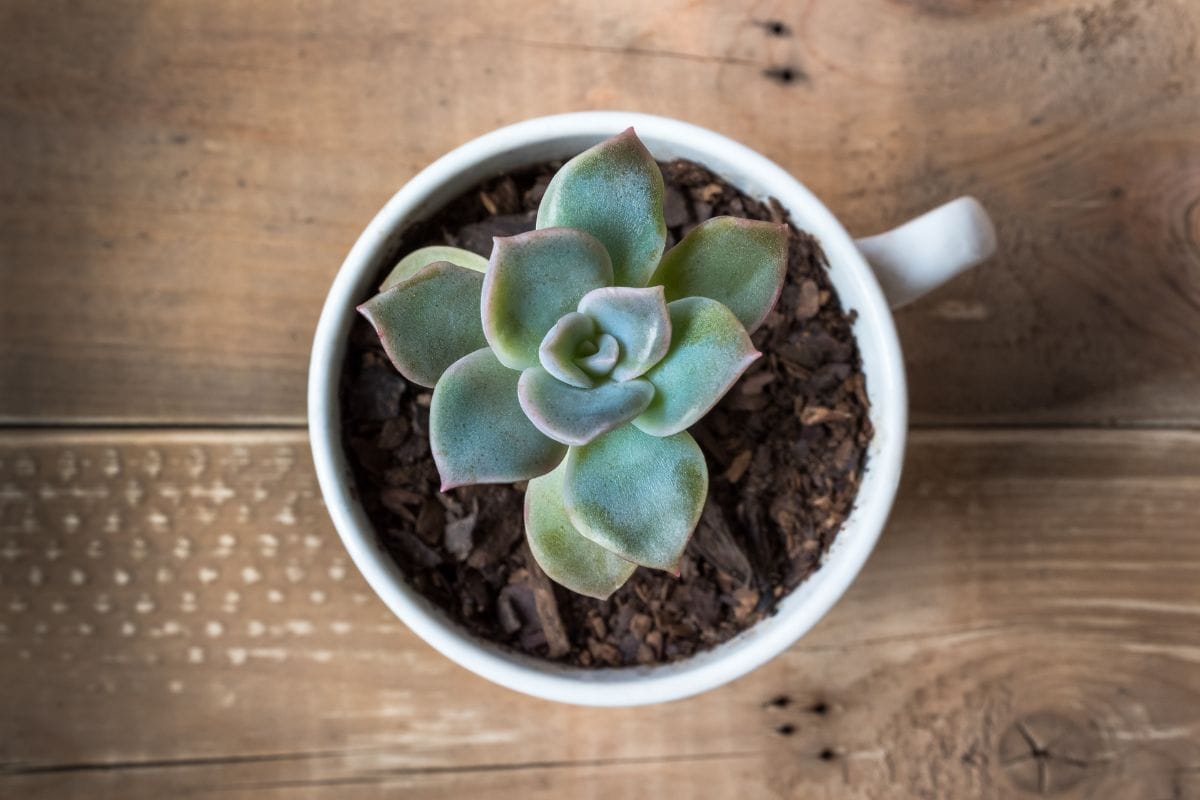 Pretty dessert bowls