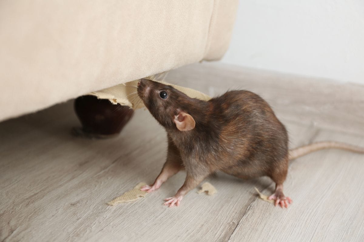 Rodent control Methods