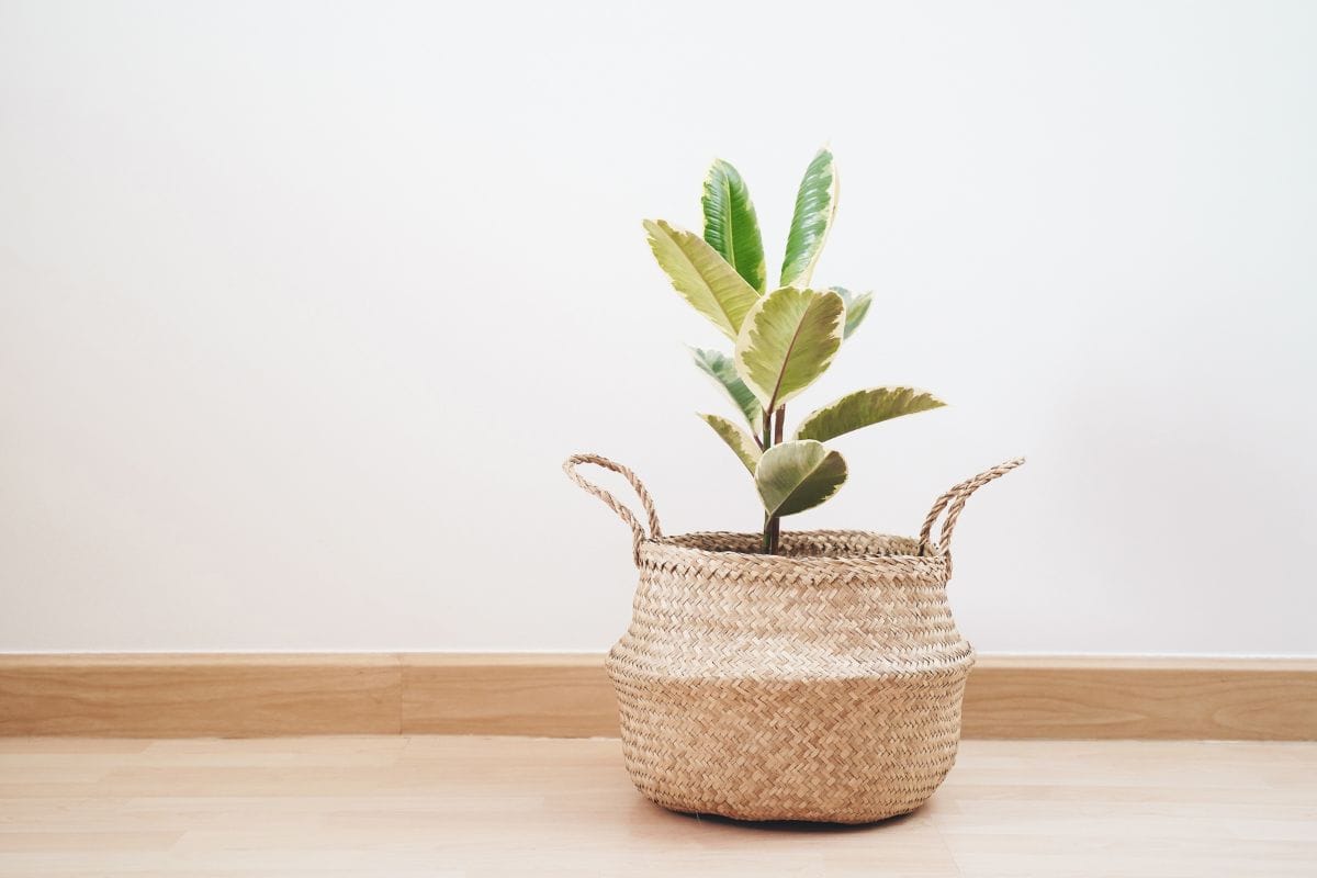 Rubber Plant or Ficus elastic