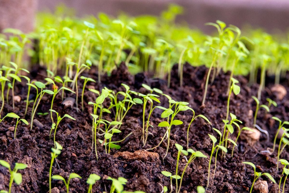 Seeds Aren’t Sprouting