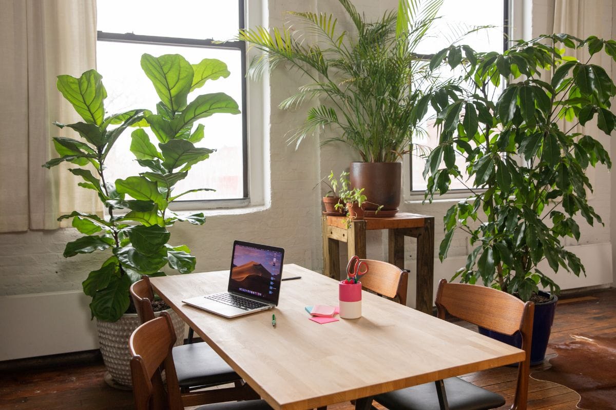 Too Many Plants