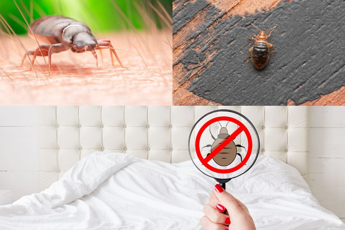 What are bed bugs