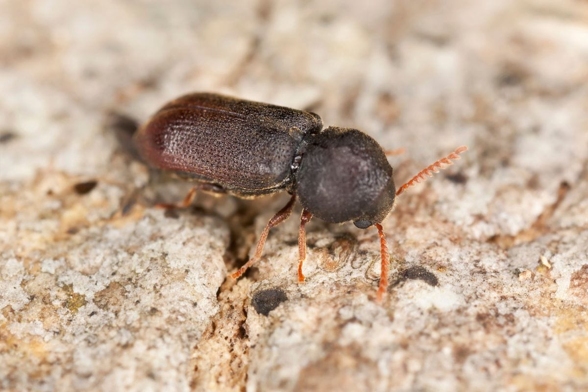 Wood Borer Control Treatment
