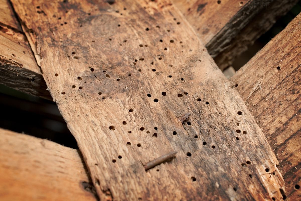 Wood Borer
