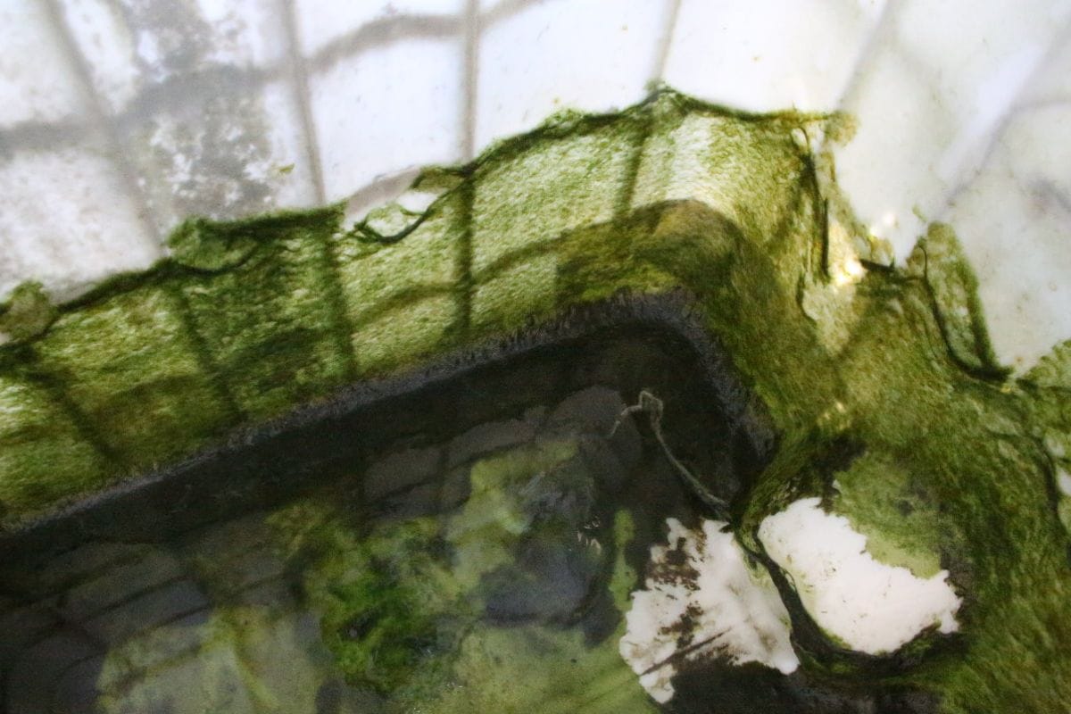 completely opaque water tank