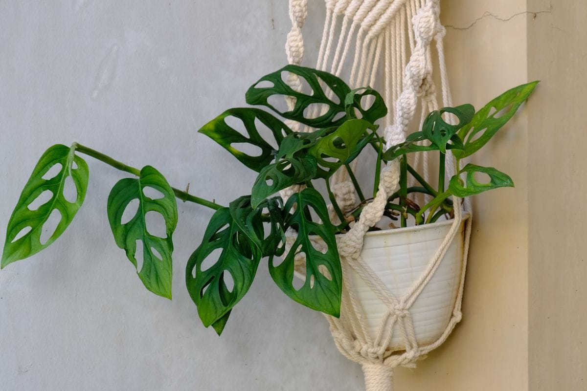 Plant Pockets