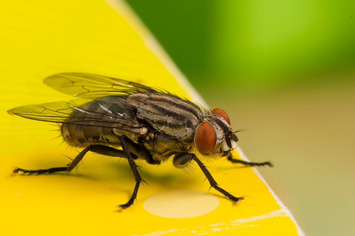 The HomeTriangle Guide to Getting Rid Of Pesky Houseflies Forever!