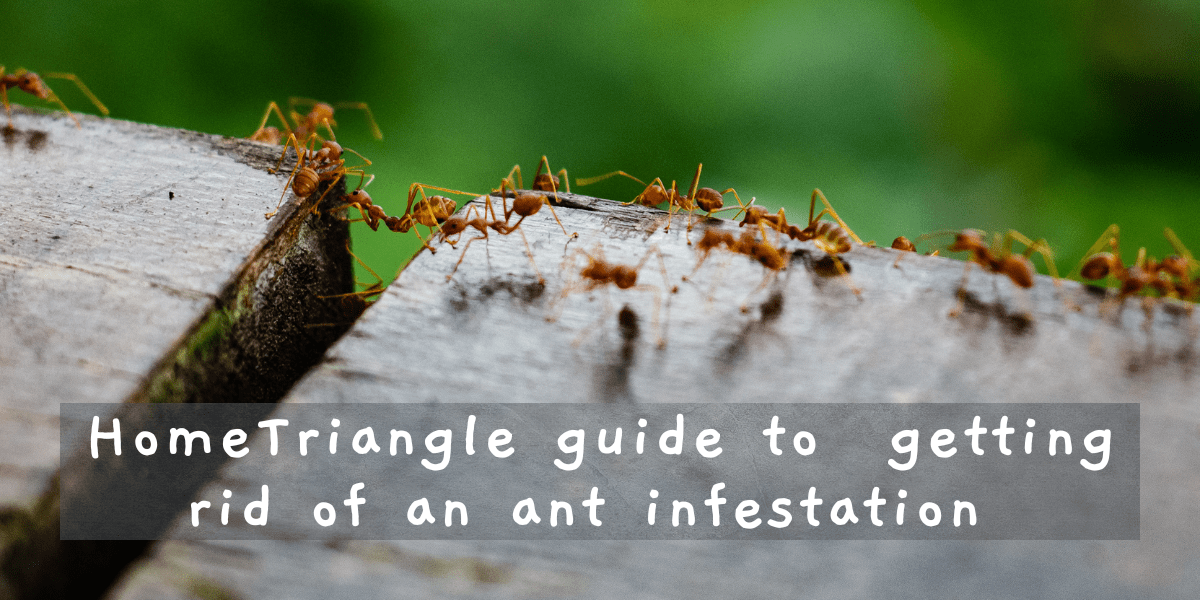 HomeTriangle Guide to getting rid of an Ant Infestation