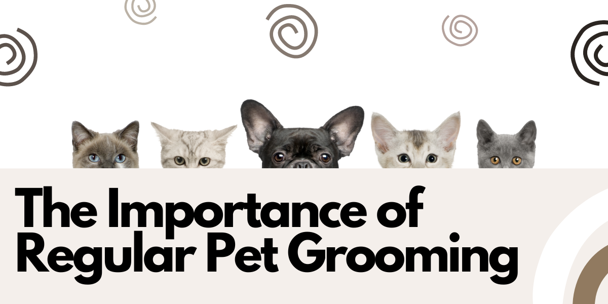 Image showcasing The Importance of Regular Pet Grooming for Your Pet