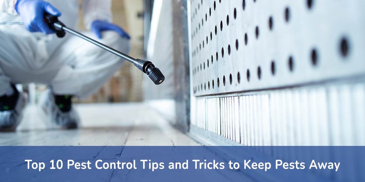 Top 10 Pest Control Tips and Tricks to Keep Pests Away