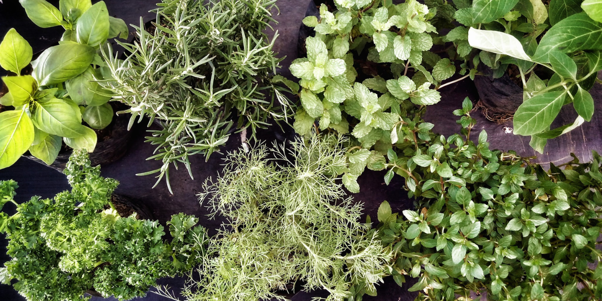 5 Thriving Indian Herbs For Balcony & Apartment Gardens