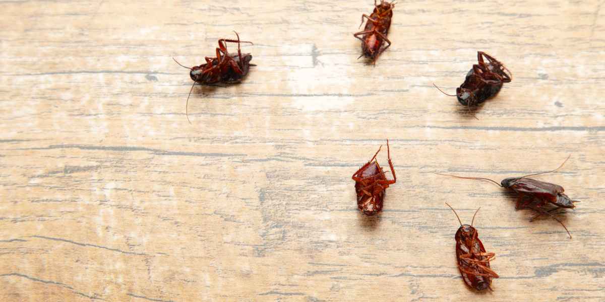 Home Remedies for Cockroaches: Natural Ways to Send Roaches Packing