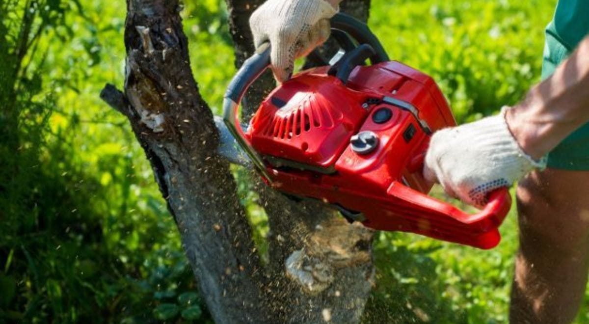 A Homeowner's Guide To Hiring Professional Tree Removal Services
