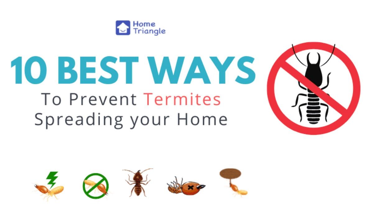 10 Best Ways to Prevent Termites Spreading in your Home