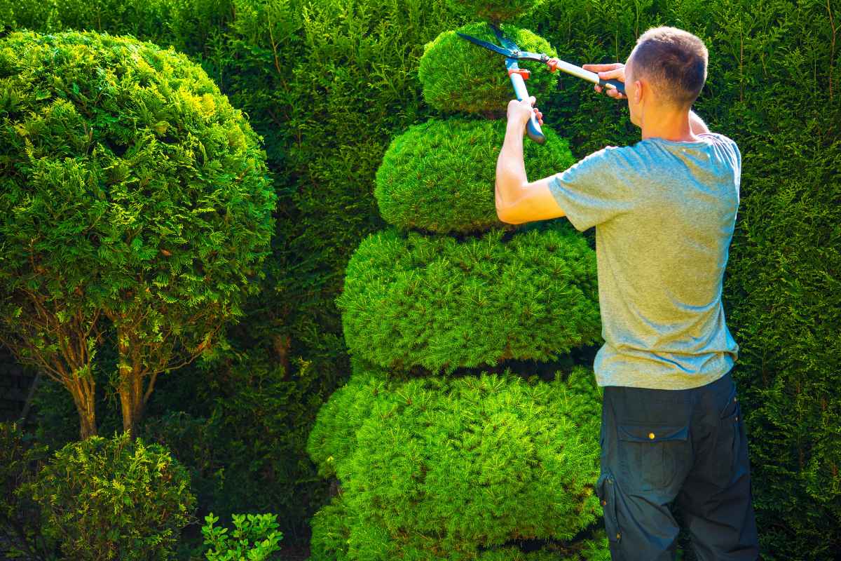 Tree Removal Versus Tree Trimming: Which Is Best For Your Yard?