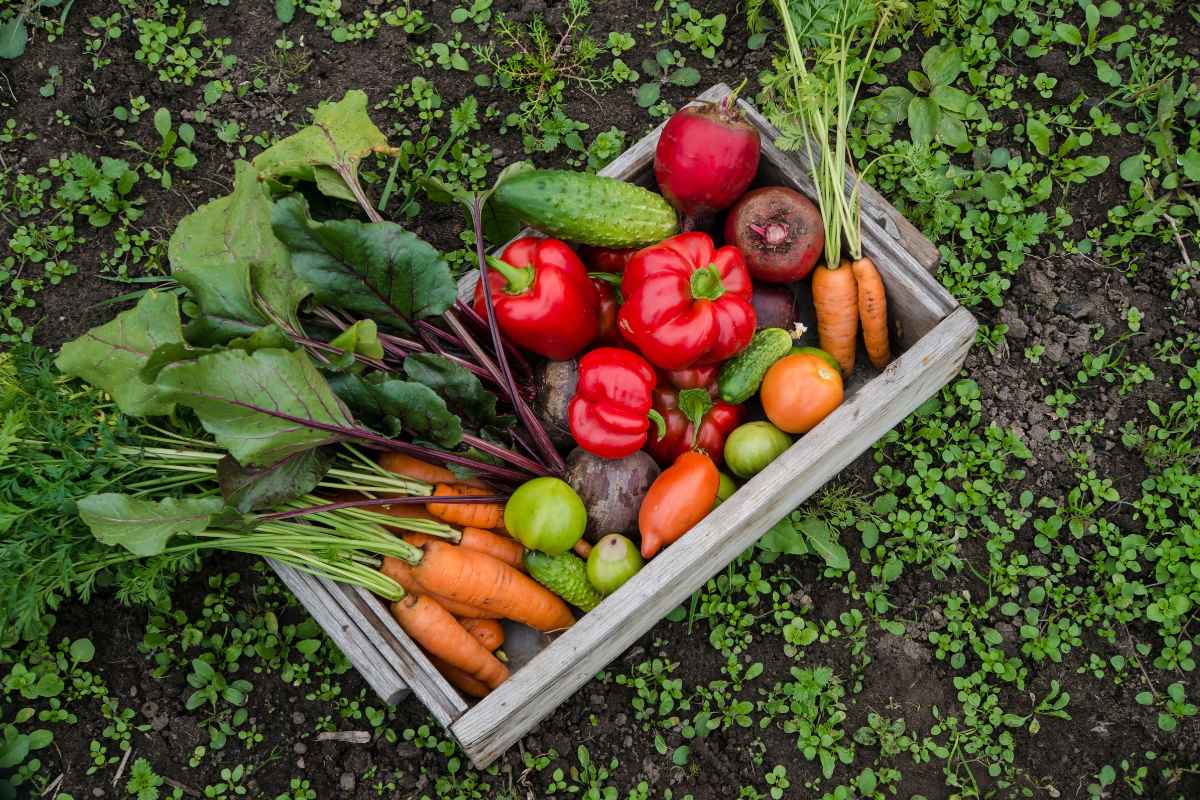 11 Essential Soil Amendments for Thriving Vegetable Gardens