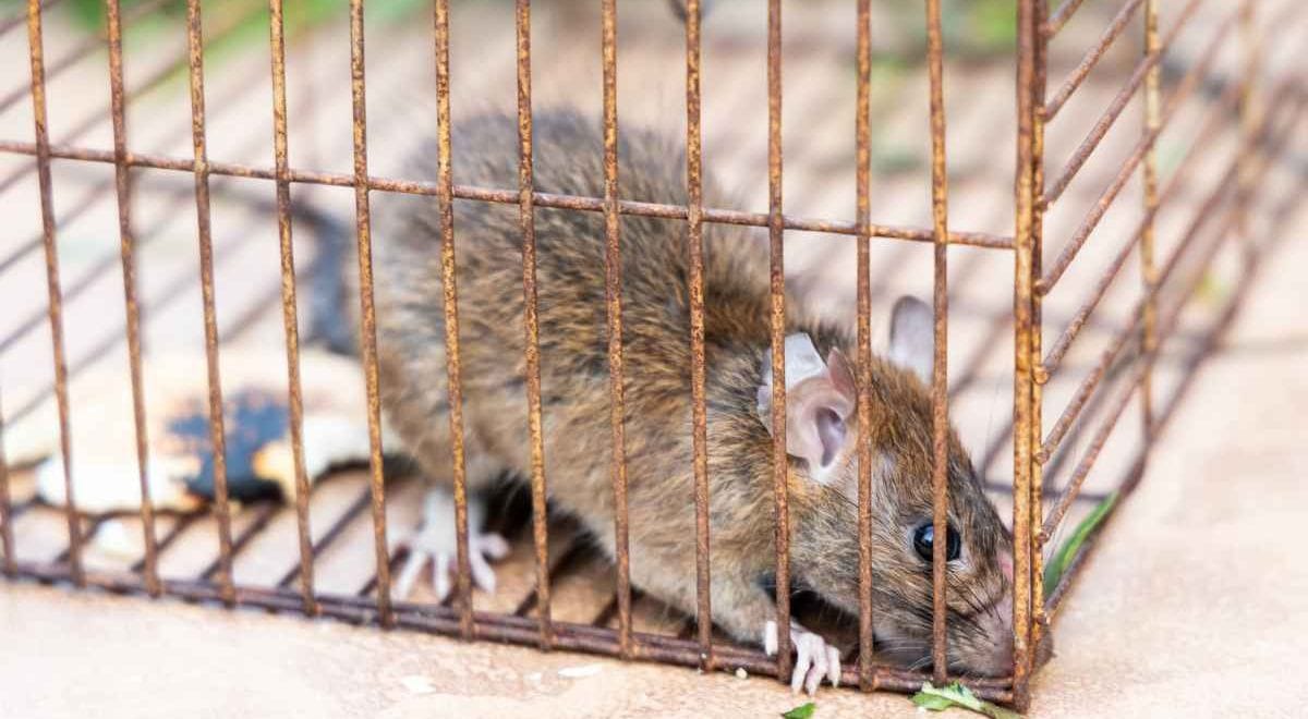 7 Effective Home Remedies to Eradicate Rats at Home