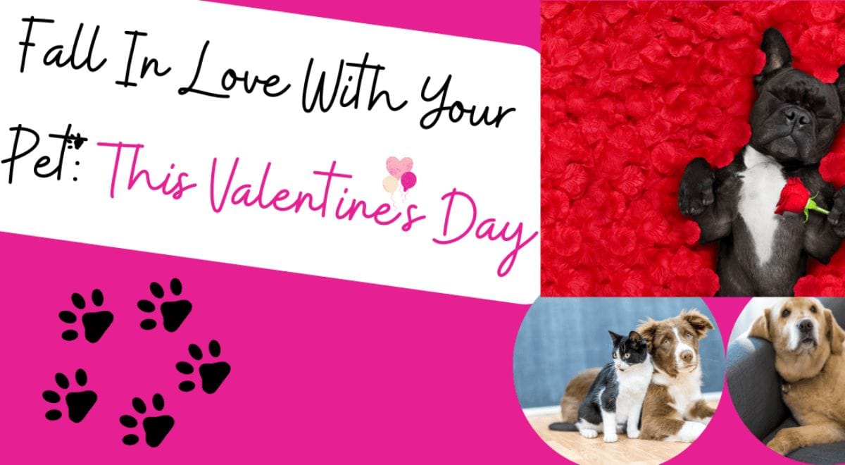 Fall In Love With Your Pet This Valentine's Day