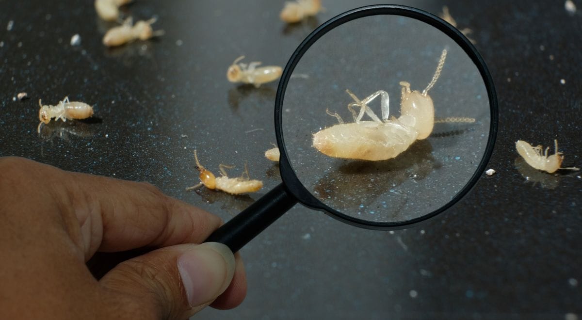 The Battle Against Unwanted Guests - Termite and Pest Control Explained