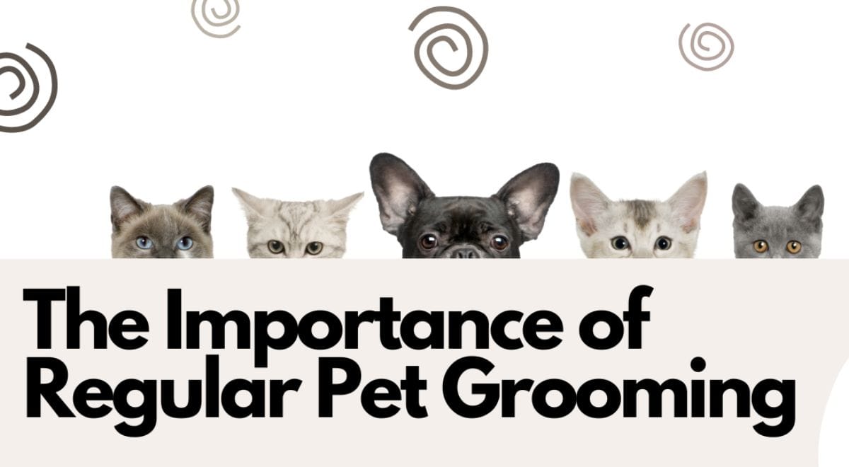 The Importance of Regular Pet Grooming