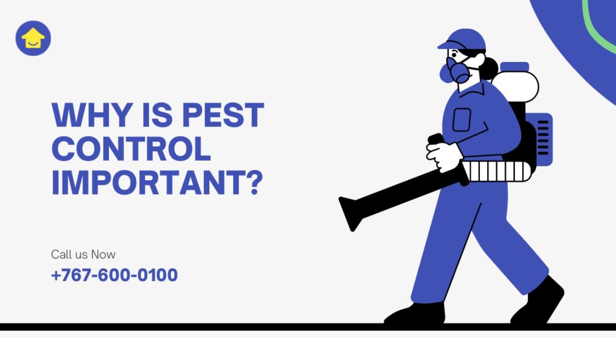 Pest Infestation- Why is Pest Control Important?