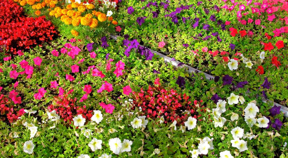 HomeTriangle Guides: 10 Flowering Annuals For The Prettiest Garden Ever