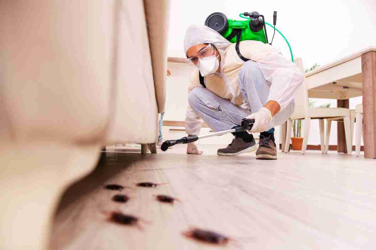 The Importance Of Regular Pest Control Maintenance