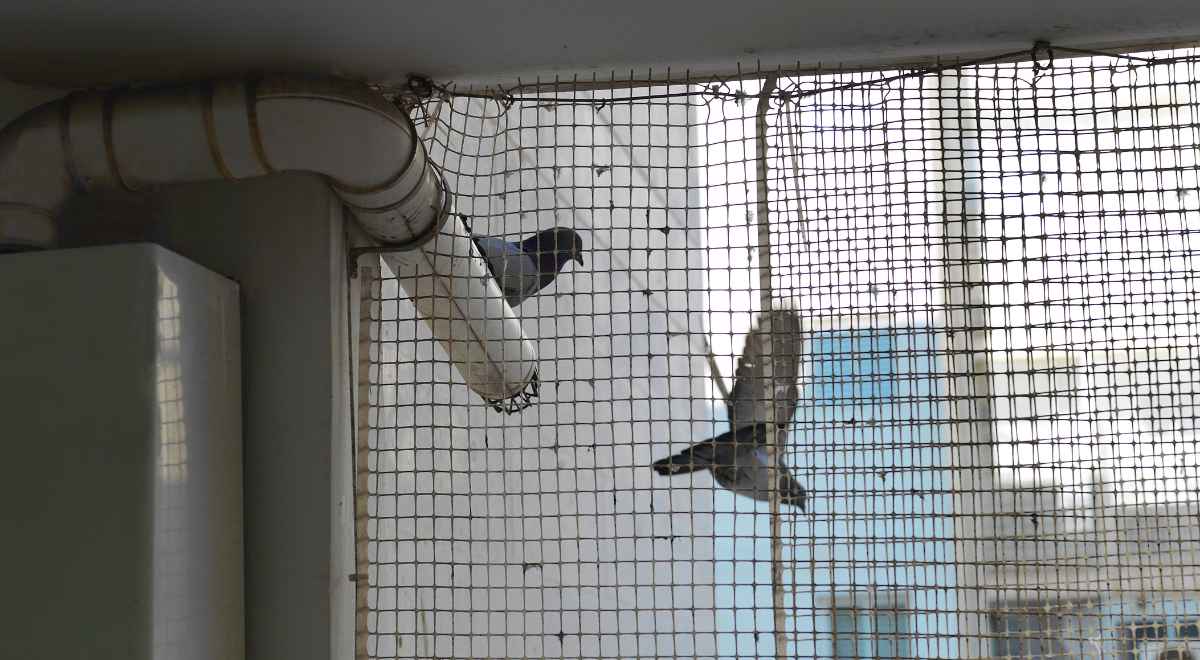 Bird Nets as an Invisible Shield: Safeguarding Health from Bird-Related Diseases