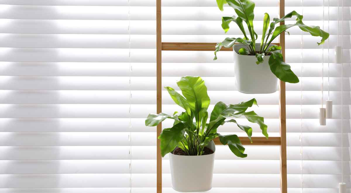 Green Living: How to Enhance Your Decor with Plants That Purify the Air