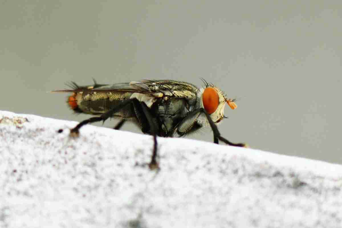 Say Goodbye to Pesky Flies: Simple Solutions to Keep Your Kitchen Fly-Free