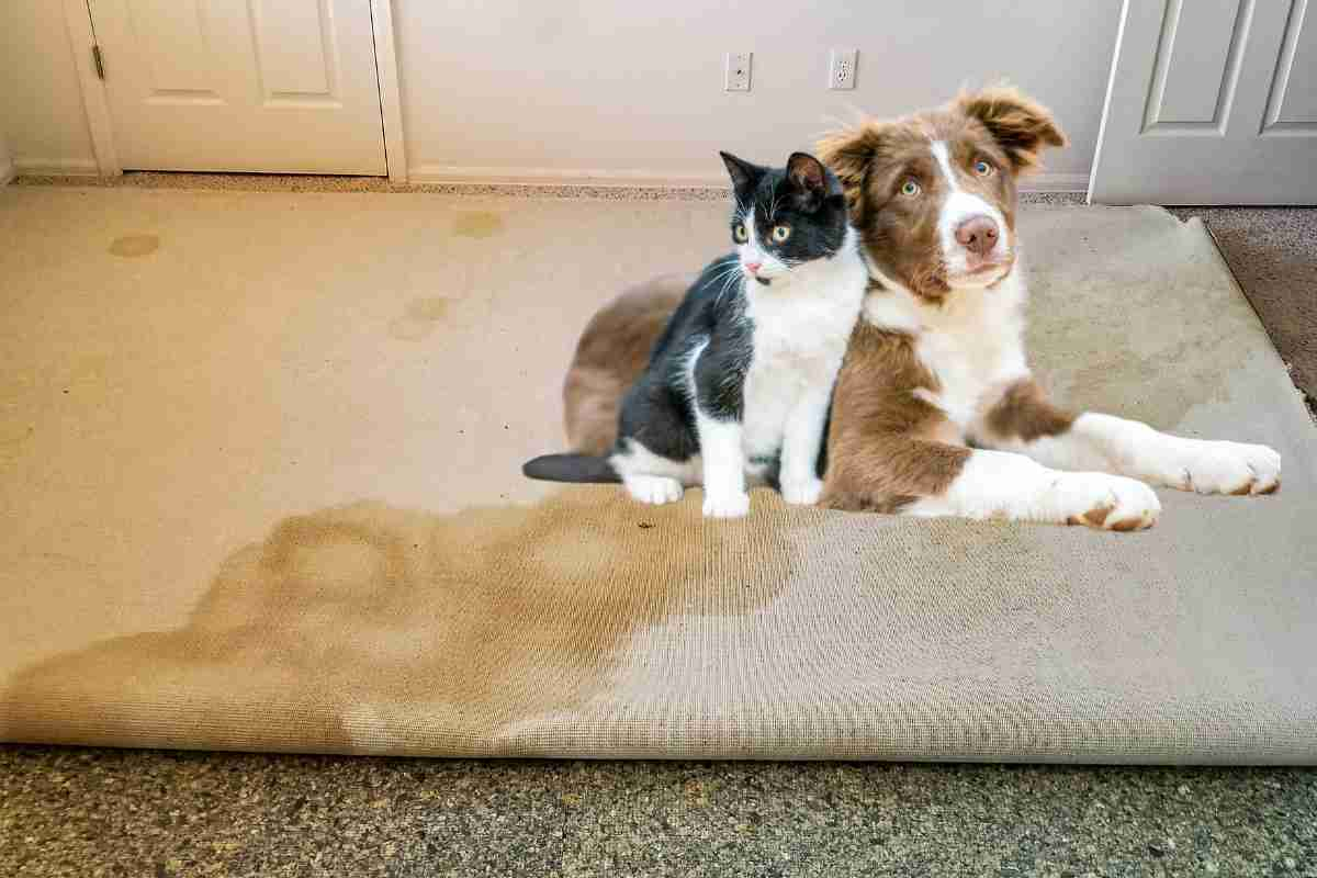 Expert Carpet Cleaning Tips For Pet Owners