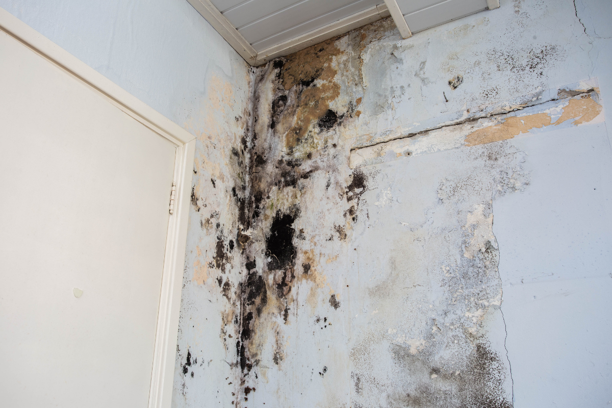 Got A Mold Problem? Here’s how you can find out!