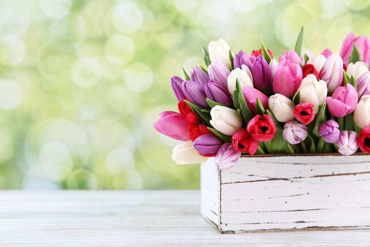 Flowers To Scent Your Garden!